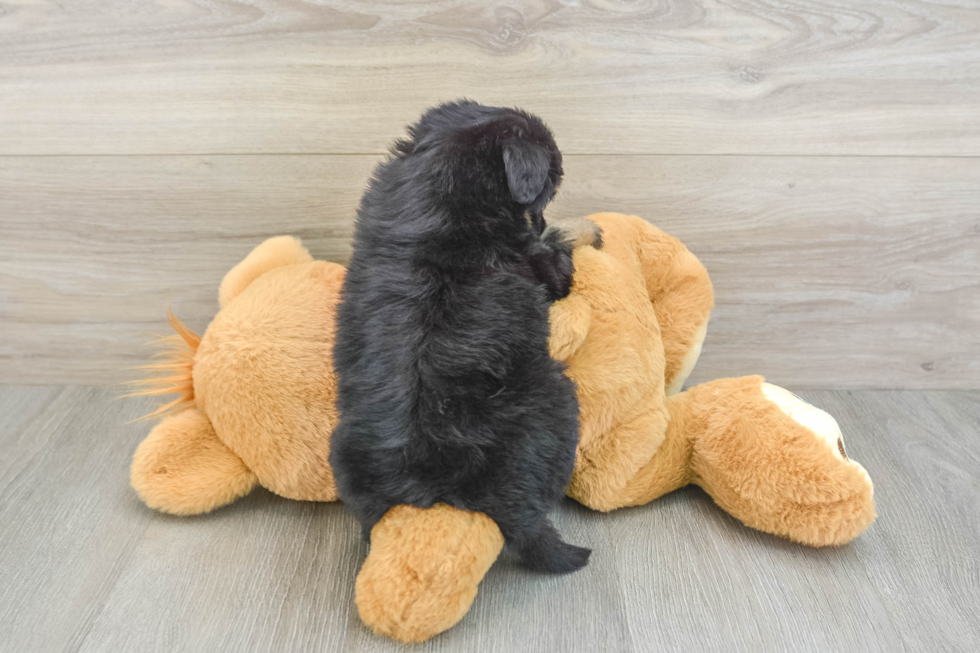 Smart Mini Aussiedoodle Poodle Mix Pup