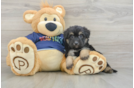 Best Mini Aussiedoodle Baby