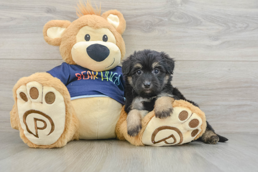 Best Mini Aussiedoodle Baby