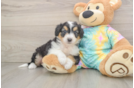 Sweet Mini Aussiedoodle Baby