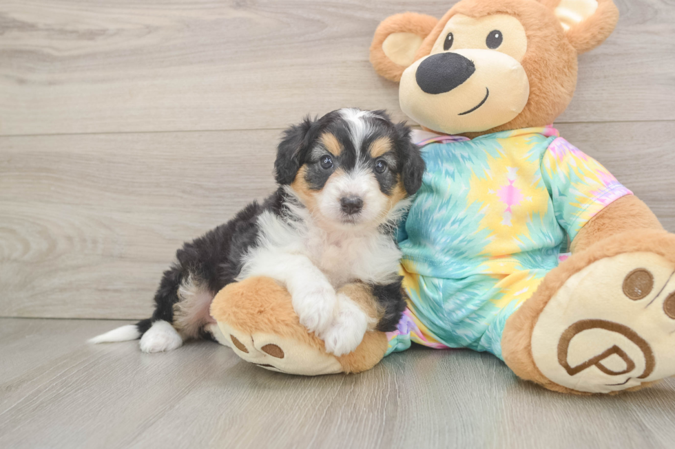 Sweet Mini Aussiedoodle Baby