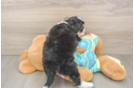 Funny Mini Aussiedoodle Poodle Mix Pup