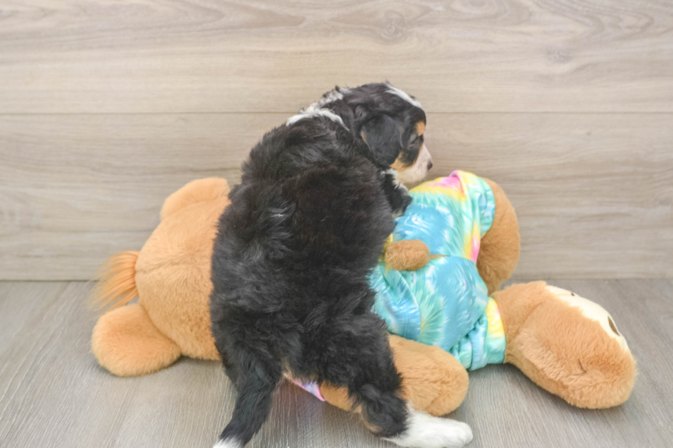 Funny Mini Aussiedoodle Poodle Mix Pup