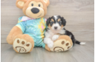 Mini Aussiedoodle Puppy for Adoption