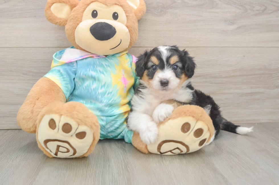 5 week old Mini Aussiedoodle Puppy For Sale - Premier Pups