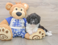8 week old Mini Aussiedoodle Puppy For Sale - Premier Pups