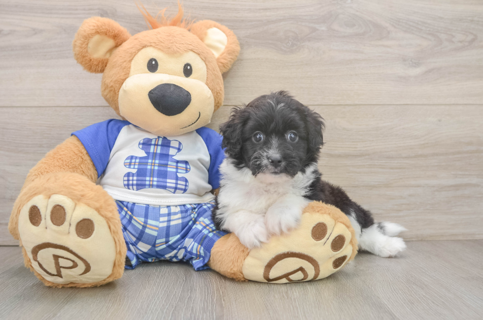 5 week old Mini Aussiedoodle Puppy For Sale - Premier Pups