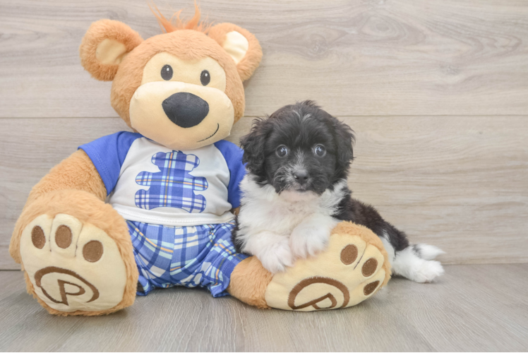 Meet Trina - our Mini Aussiedoodle Puppy Photo  1/3 - Premier Pups Mini Aussiedoodle Pup Being Cute