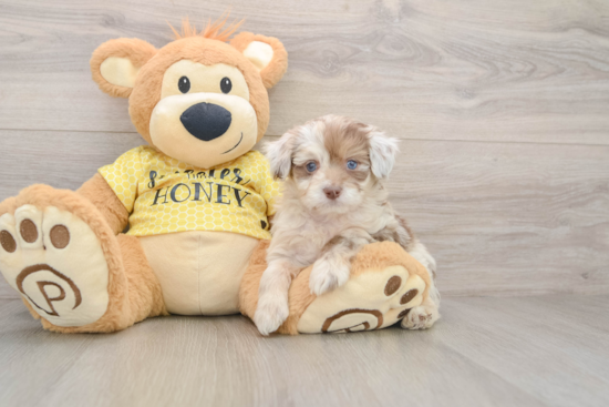 Little Mini Aussiepoo Poodle Mix Puppy