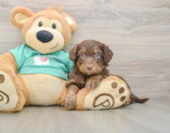 9 week old Mini Aussiedoodle Puppy For Sale - Premier Pups