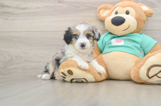 Mini Aussiedoodle Puppy for Adoption