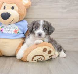 7 week old Mini Aussiedoodle Puppy For Sale - Premier Pups