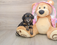 8 week old Mini Aussiedoodle Puppy For Sale - Premier Pups