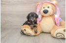Little Aussiepoo Poodle Mix Puppy