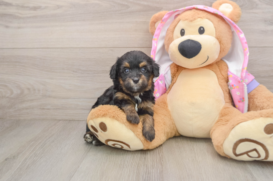 Little Aussiepoo Poodle Mix Puppy
