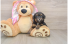 Fluffy Mini Aussiedoodle Poodle Mix Pup