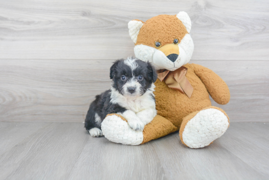 Mini Aussiedoodle Puppy for Adoption