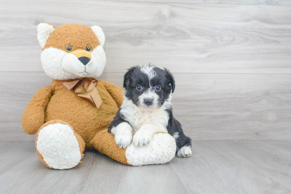 Mini Aussiedoodle Pup Being Cute