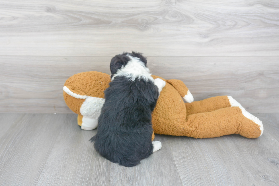 Energetic Aussiepoo Poodle Mix Puppy