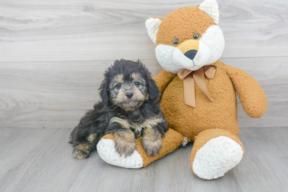 Energetic Aussiepoo Poodle Mix Puppy