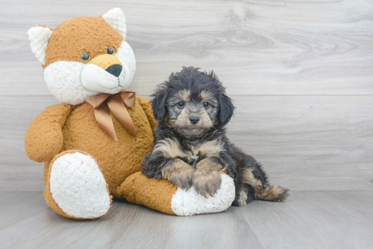 Best Mini Aussiedoodle Baby