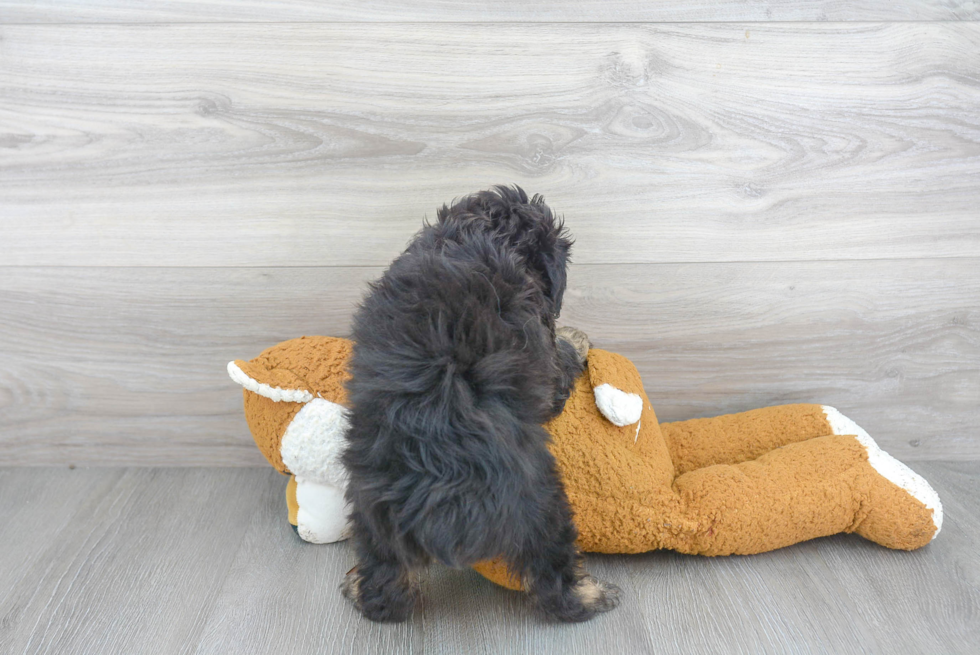 Petite Mini Aussiedoodle Poodle Mix Pup