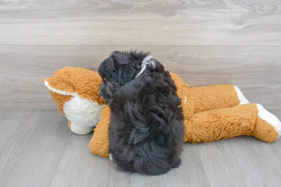 Mini Aussiedoodle Pup Being Cute