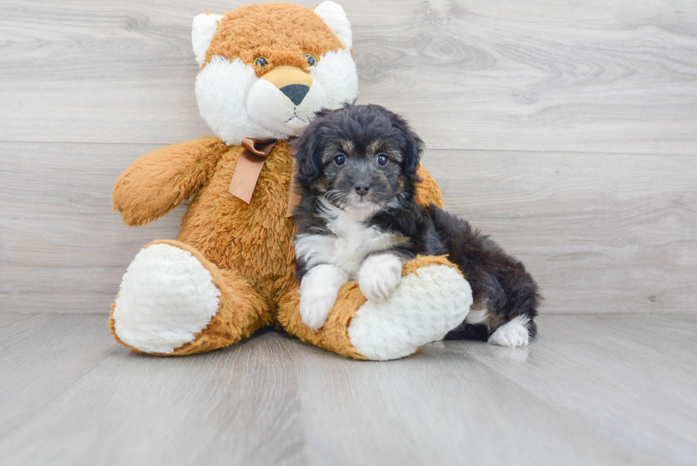 Mini Aussiedoodle Pup Being Cute