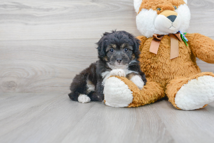 Fluffy Mini Aussiedoodle Poodle Mix Pup