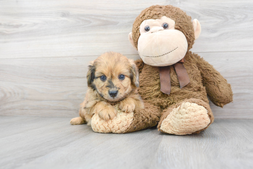 Sweet Mini Aussiedoodle Baby