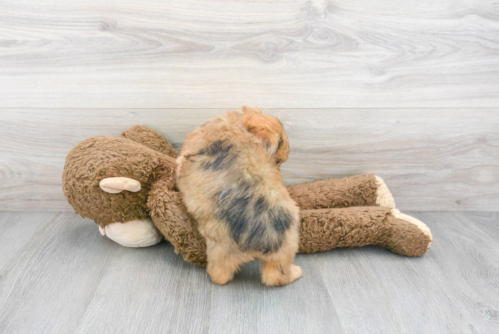 Small Mini Aussiedoodle Baby