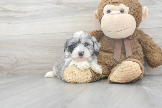 Sweet Mini Aussiedoodle Baby