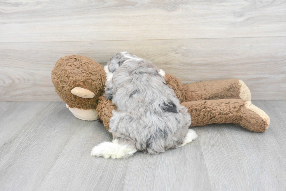 Small Mini Aussiedoodle Baby