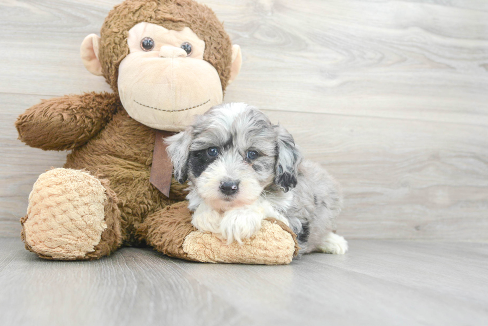 Energetic Aussiepoo Poodle Mix Puppy