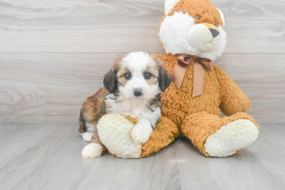 Best Mini Aussiedoodle Baby