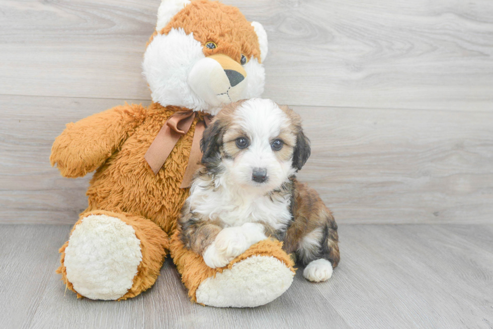 Mini Aussiedoodle Pup Being Cute