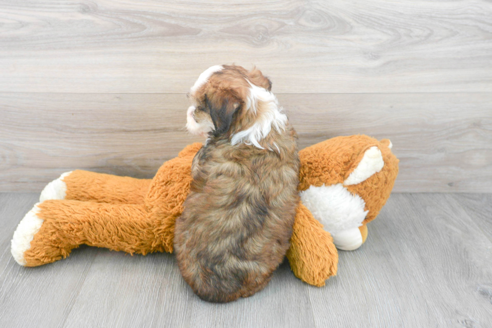 Funny Mini Aussiedoodle Poodle Mix Pup