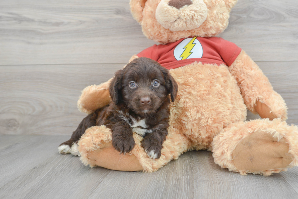 Energetic Aussiepoo Poodle Mix Puppy