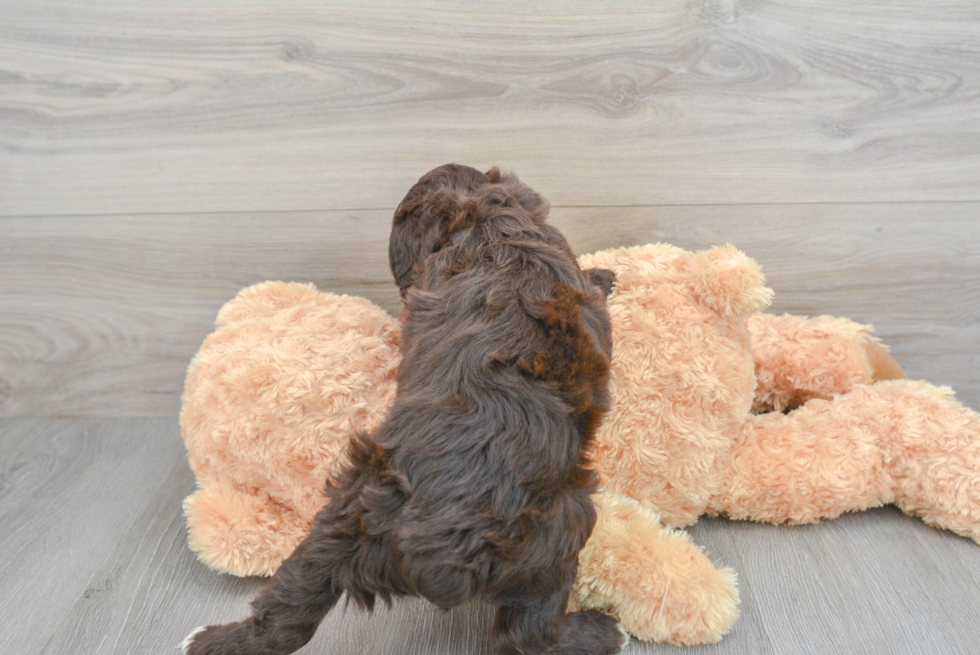 Petite Mini Aussiedoodle Poodle Mix Pup