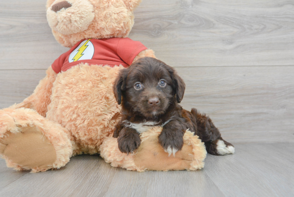 Sweet Mini Aussiedoodle Baby