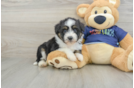 Best Mini Aussiedoodle Baby