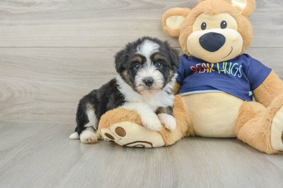 5 week old Mini Aussiedoodle Puppy For Sale - Premier Pups