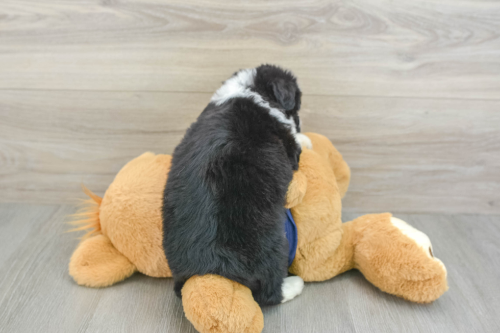 Mini Aussiedoodle Puppy for Adoption