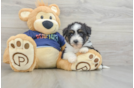 Playful Mini Aussiepoodle Poodle Mix Puppy