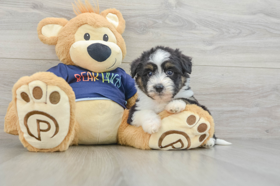 Playful Mini Aussiepoodle Poodle Mix Puppy