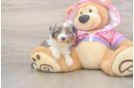 Hypoallergenic Aussiepoo Poodle Mix Puppy