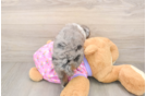 Popular Mini Aussiedoodle Poodle Mix Pup