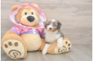 Popular Mini Aussiedoodle Poodle Mix Pup