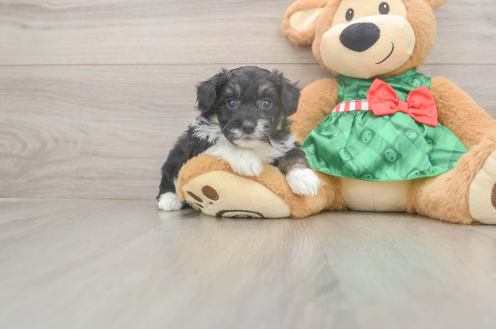 5 week old Mini Aussiedoodle Puppy For Sale - Premier Pups