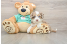 Little Mini Aussiepoo Poodle Mix Puppy